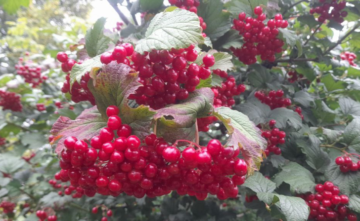 В Курской области 16 октября будет солнечно и тепло