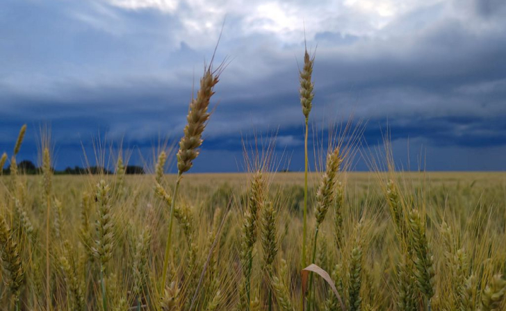 В Курской области сельские хозяйства в 2021 году выработали продукцию на 217,4 млрд рублей