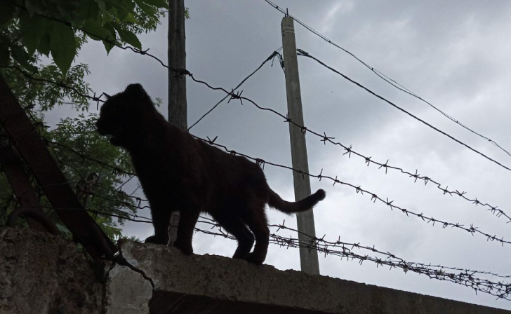 Курянин пытался передать в колонию телефоны в сыре