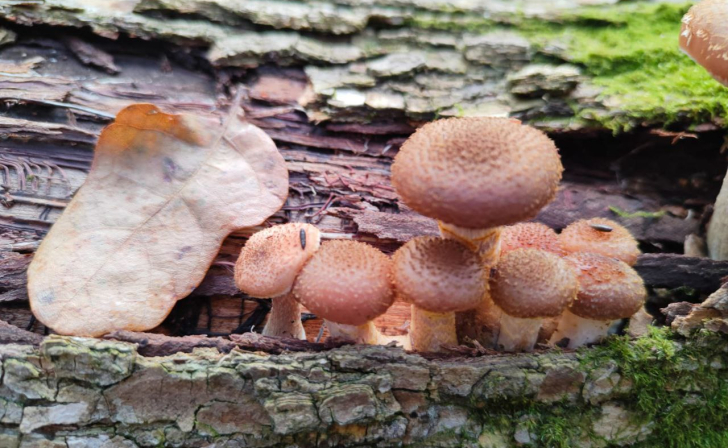 В Курске 8 ноября днём и ночью будет около 5 градусов тепла