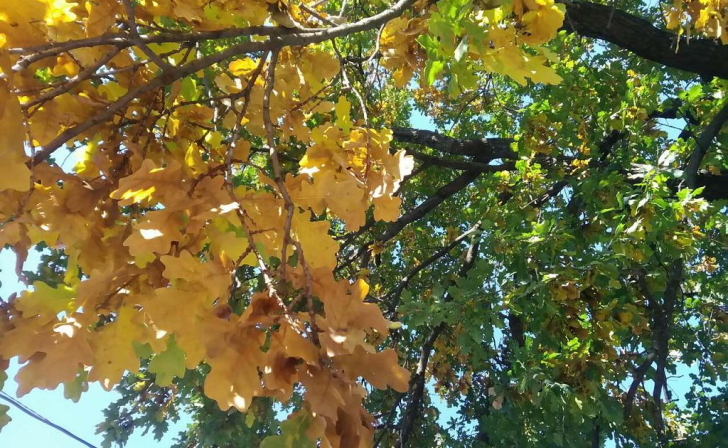 В Курской области началась акция по сбору желудей