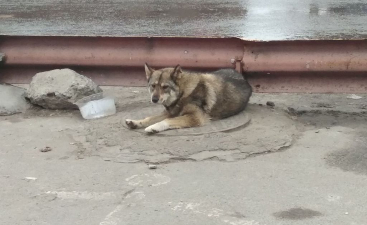 Во Льгове попросили Госдуму пересмотреть подход к отлову бездомных собак