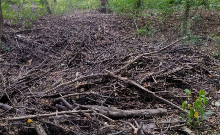 В Курске на лыжероллерной трассе проходит двухдневный субботник