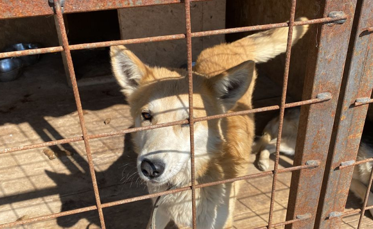 В Белгородской области брошенные эвакуированными собаки сбились в стаи В Белгородской области брошенные эвакуированными собаки сбились в стаи