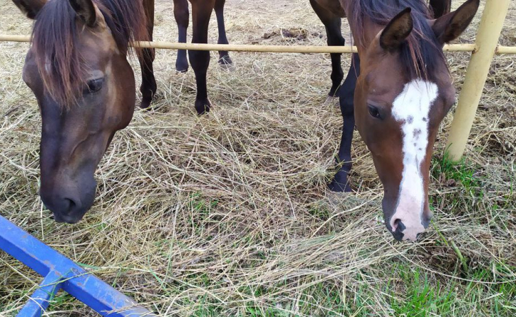 В Курске в конноспортивной школе пройдет Кубок Губернатора по конкуру
