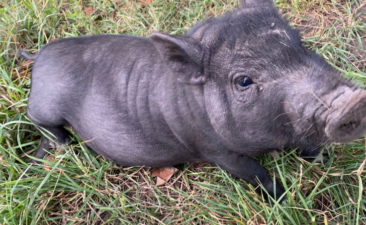 В Курской области выявили факт незаконной добычи дикого кабана