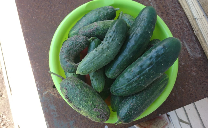 В Курской области огурцы и помидоры за неделю подорожали на 7,6%