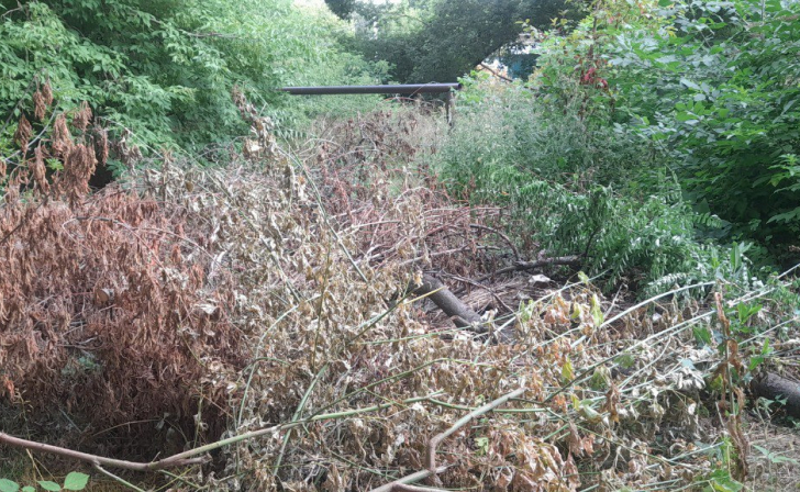 Курянин за незаконную рубку клена и дубов заплатит 597 тыс.рублей