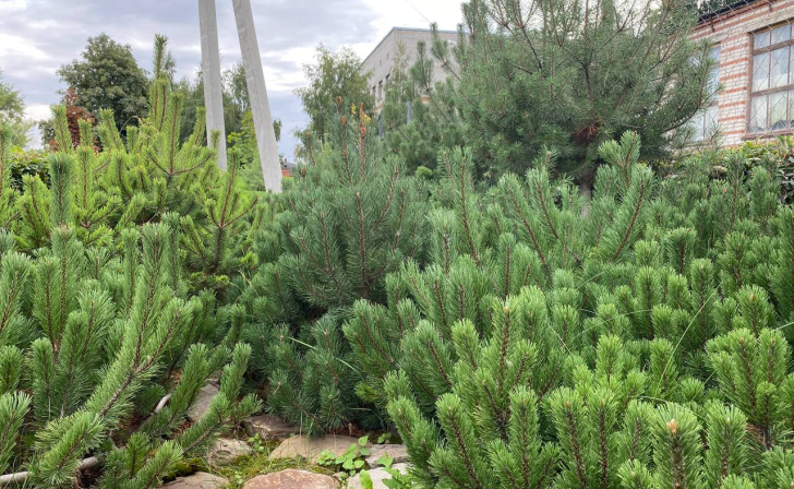 В Курске в преддверии Нового года ёлки охраняют от черных лесорубов