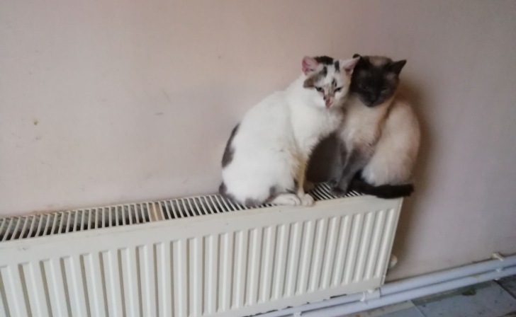 Специалисты сообщили, что отопление в курские дома вернется к 12 часам 4 декабря Специалисты сообщили, что отопление в курские дома вернется к 12 часам 4 декабря