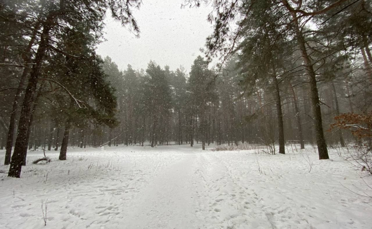 В Курской области неизвестные браконьеры убили двух косуль