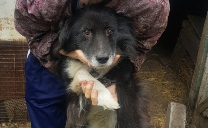 Курянин пообещал выпустить собаку на улицу, если не найдется для нее новый хозяин Курянин пообещал выпустить собаку на улицу, если не найдется для нее новый хозяин