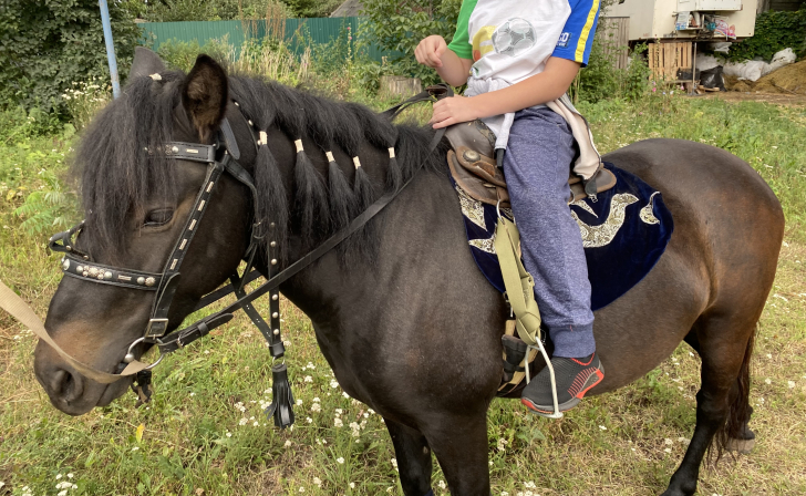 В Курской области суд обязывает хозяина отдать больную лошадь на убой