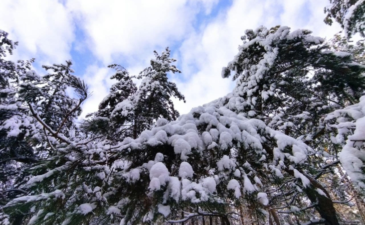 В Курской области выявили 6 случаев незаконной рубки сосен и елок