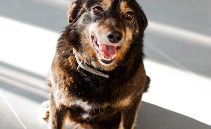 Черри ищет дом