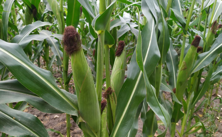 В Курской области в полях осталось около 500 тыс.тонн кукурузы