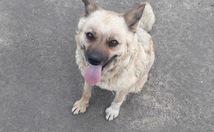 Роспотребнадзор напомнил курянам о профилактике бешенства