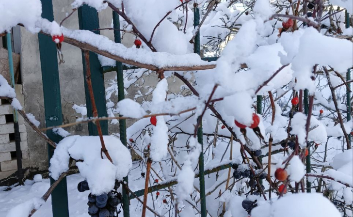 Ночью 8 января в Курской области температура опустится до 15 градусов мороза