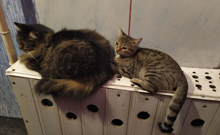 В Курской области в этом отопительном сезоне было 12 случаев недогрева домов