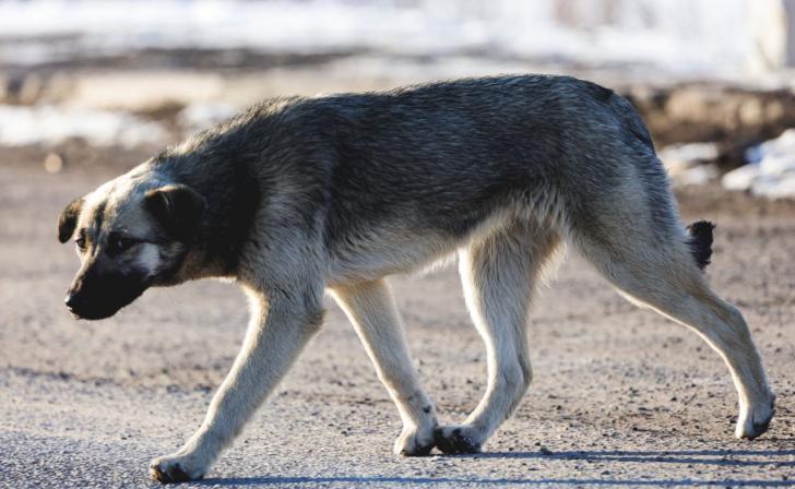 В Курске в Железнодорожном округе в 2023 году на отлов собак потратят чуть более 3 млн рублей