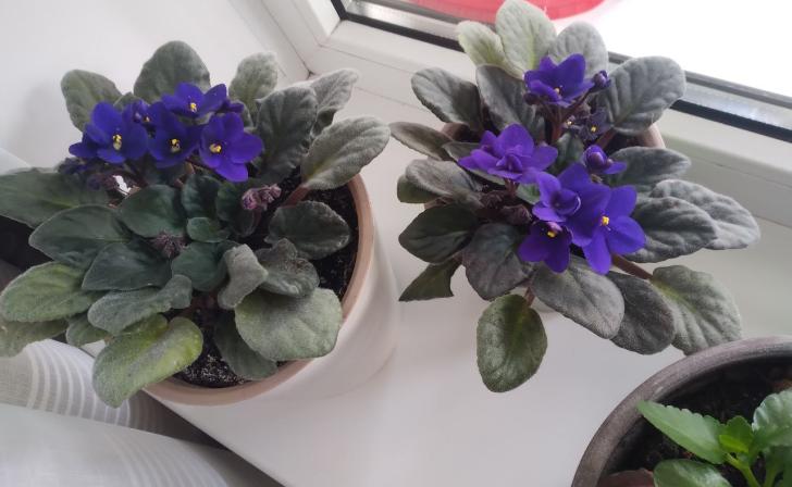 Лишь один из трех курян поздравит свою девушку с днем святого Валентина