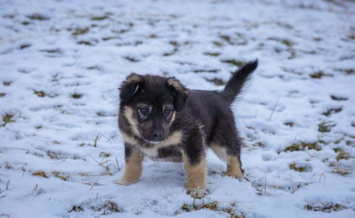Ночью температура в Курской области опустится до 9 градусов