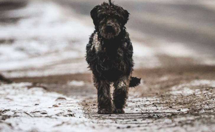 В Курской облдуме обсуждают ситуацию с безнадзорными животными и ответственному содержанию домашних животных