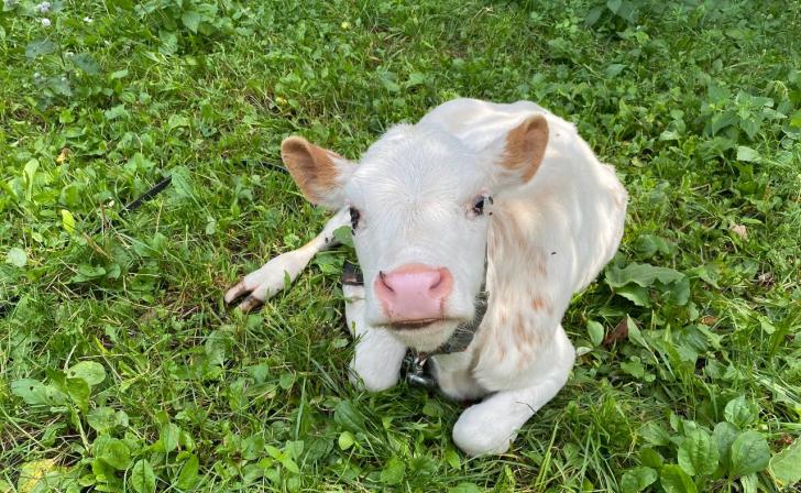 В Курской области при обстреле села Николаево-Дарьино погибли трое телят