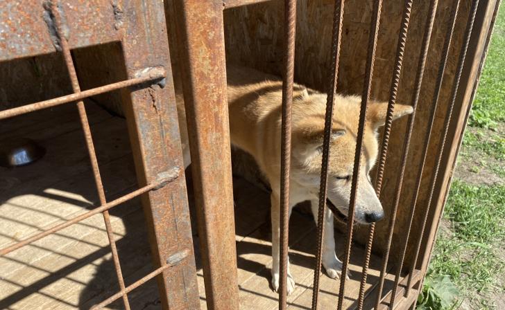 В Курске школы и детсады участвуют в конкурсе по сбору макулатуры для помощи бездомным животным
