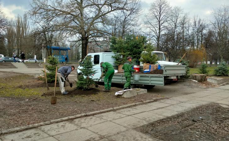 В сквере на проспекте Кулакова в Курске высадили ели