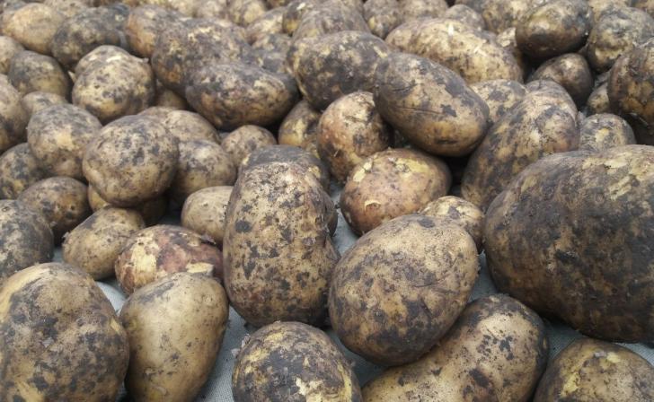 В Курске 8 апреля пройдет весенняя сельскохозяйственная ярмарка