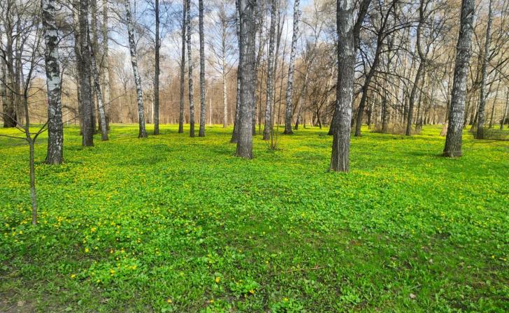 В Курске 12 апреля местами пройдут дожди