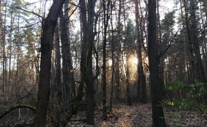 В Курской области начальник отдела по борьбе с экономической безопасностью ОМВД обвиняется в вырубке леса на 21,7 млн