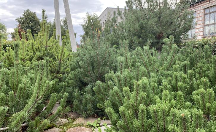 В Курске можно получить бесплатно получить саженцы деревьев