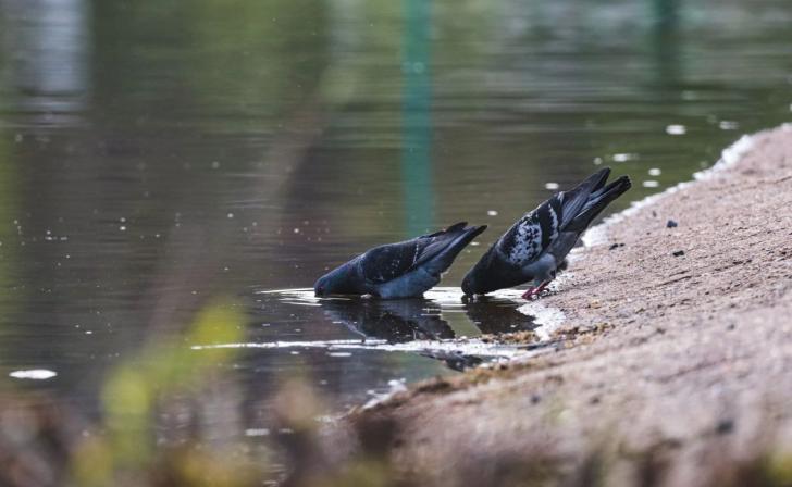 В Курской области ожидается потепление до 20 градусов и грозы