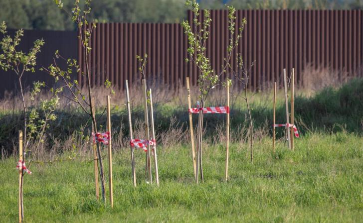Жители Курска высадили около 3 тысяч саженцев деревьев, бесплатно полученных в мэрии
