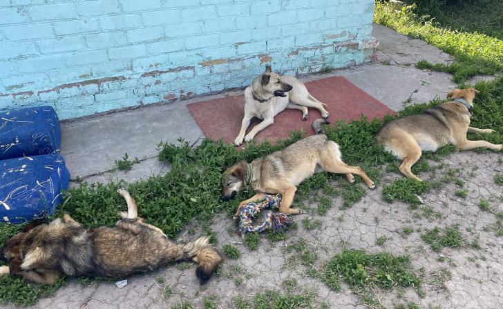 В Курске в приюте для бездомных животных пройдет субботник