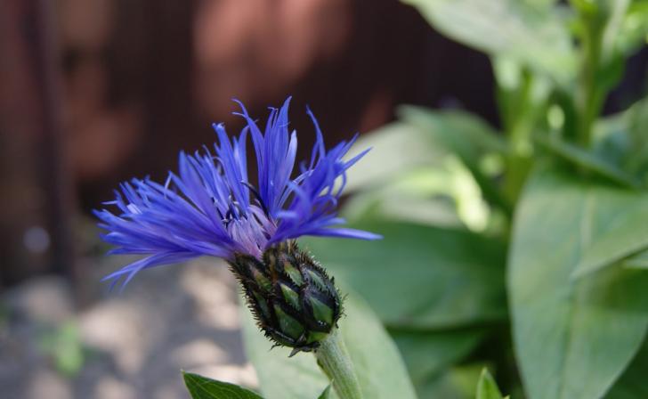 В Курске 18 мая днем будет плюс 25 и облачно с прояснениями