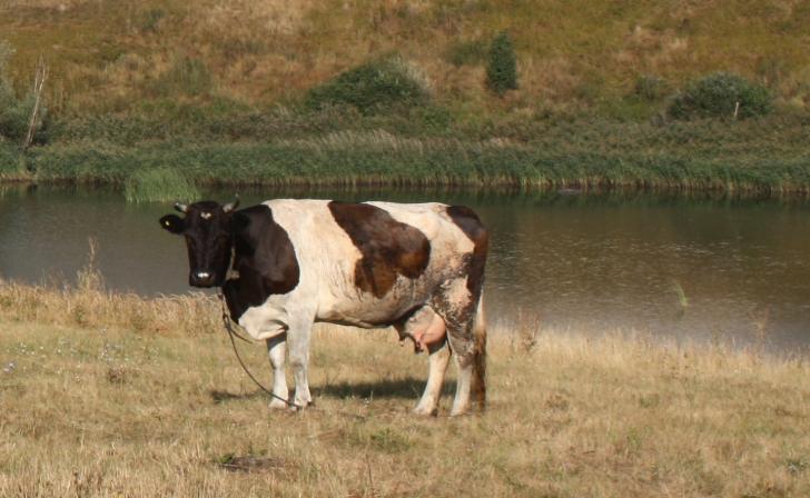 На конкурс механизаторов, дояров, косарей и «Курская буренка» потратят 3 млн рублей На конкурс механизаторов, дояров, косарей и «Курская буренка» потратят 3 млн рублей