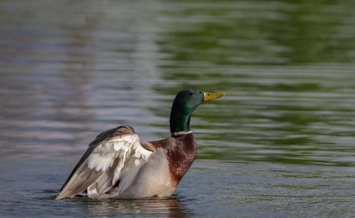 В Курской области попросить помощи для диких животных можно у Минприроды