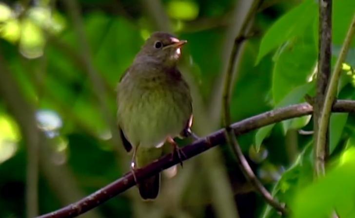 Курских соловьев изучают доктора биологических наук МГУ Курских соловьев изучают доктора биологических наук МГУ