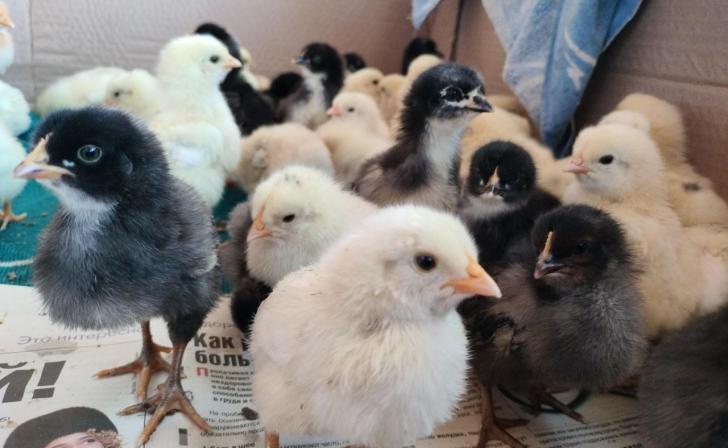 В Курске 30 мая местами пройдут дожди и будет прохладно В Курске 30 мая местами пройдут дожди и будет прохладно