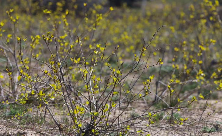 В парке «Боева дача» высадили кустарники