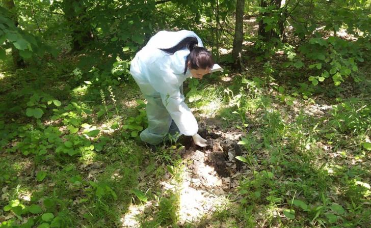 В Курской области охотоведы разложили более 11 тысяч доз вакцины от бешенства для диких животных