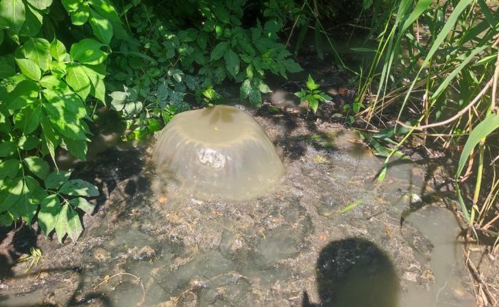 Под Курском Росприроднадзор выявил сброс сточных вод