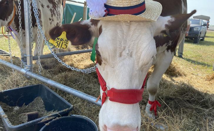 В Курской области за первое полугодие произвели 334,4 тыс. тонн мяса и 179,3 тыс.тонн молока