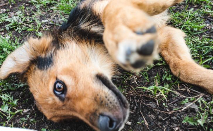 Приют «Право жить» приглашает курян на субботник