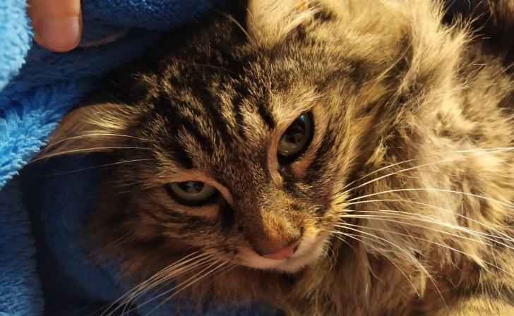 Курянка ударила сожителя ножом в колено из-за запрыгнувшей на стол кошки Курянка ударила сожителя ножом в колено из-за запрыгнувшей на стол кошки