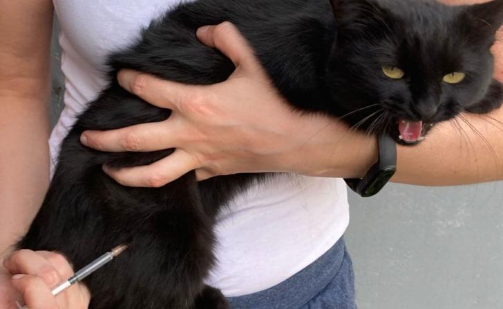 В Курске в августе пройдет 6 выездных вакцинаций собак и кошек от бешенства