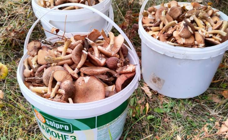 Три жителя Курска за неделю отравились грибами